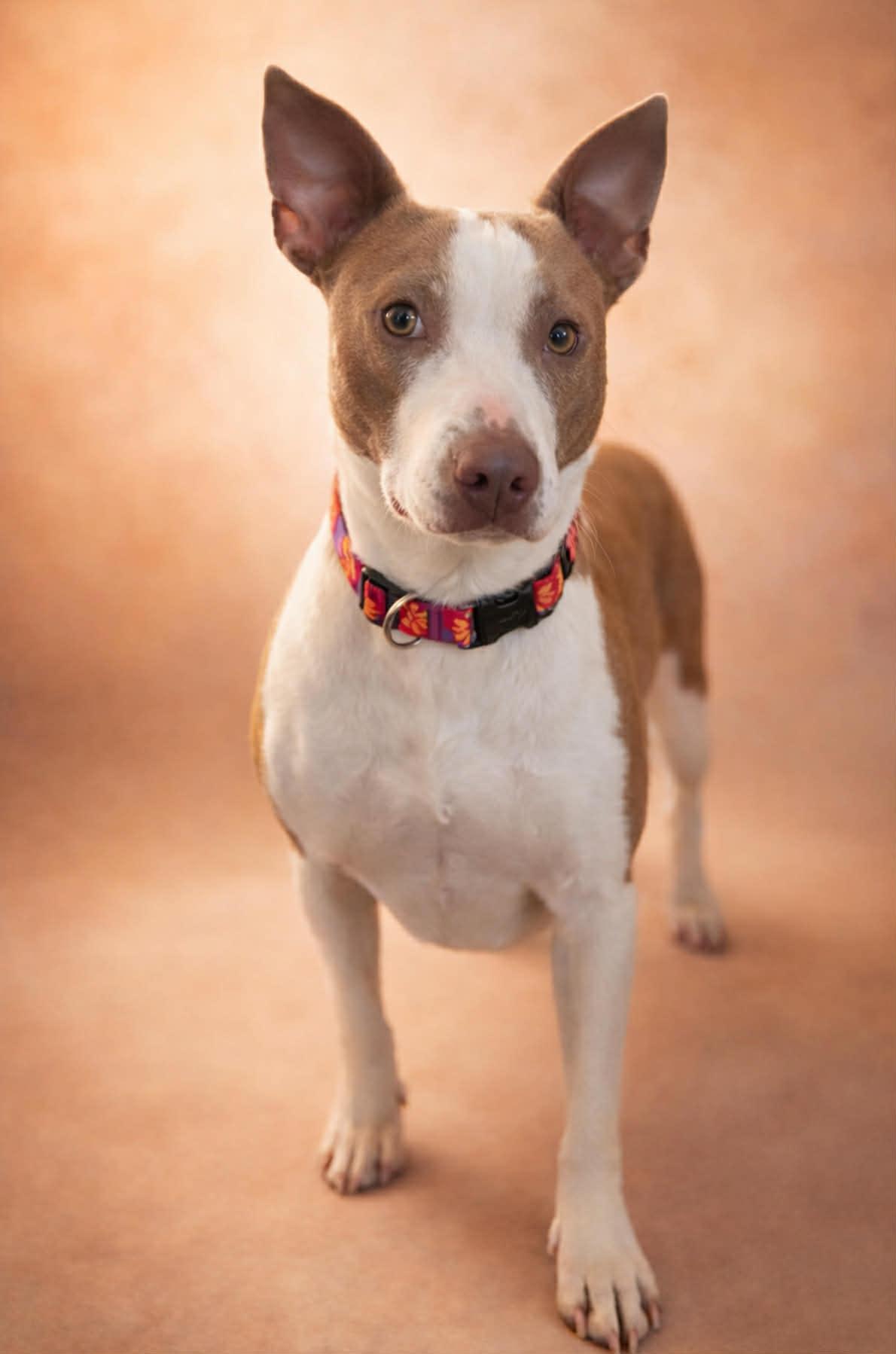 Enlarge Shyanne, a ADOPTABLE mixed breed in Brunswick, ME image 1/4