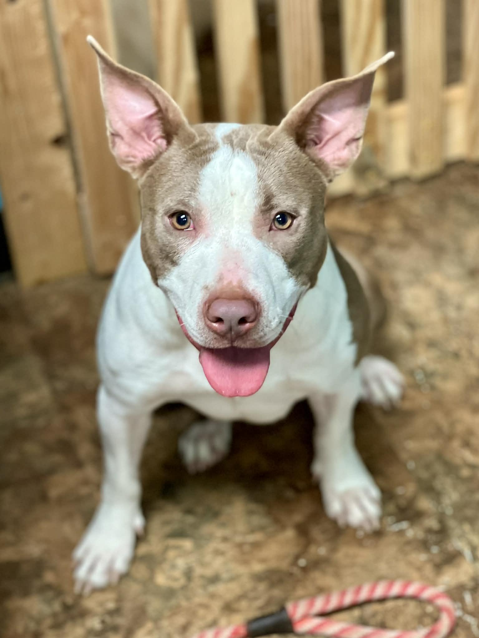 Shyanne, ADOPTABLE, Young Female Bull Terrier.