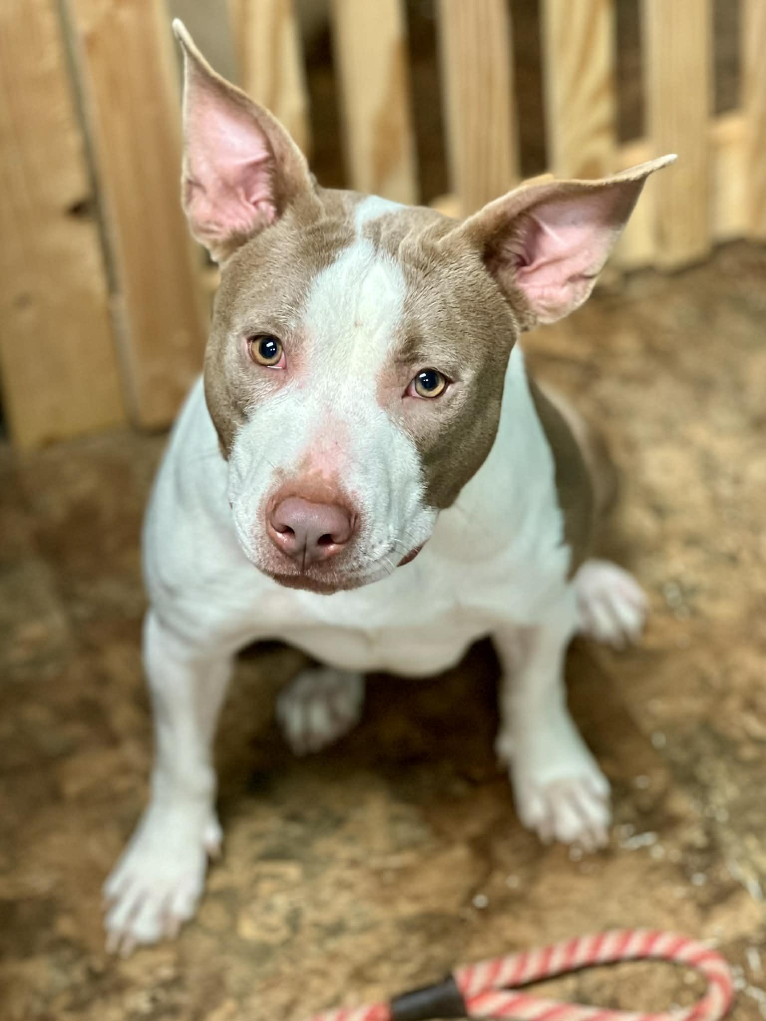 Enlarge Shyanne, a ADOPTABLE mixed breed in Brunswick, ME image 2/2