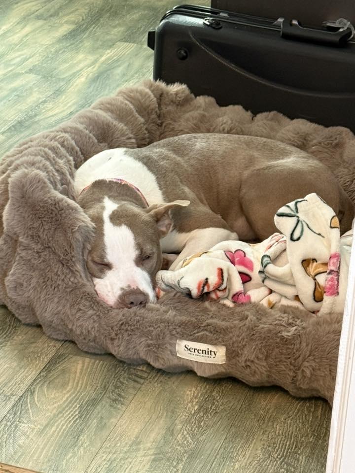 Enlarge Shyanne, a ADOPTABLE mixed breed in Brunswick, ME image 3/4