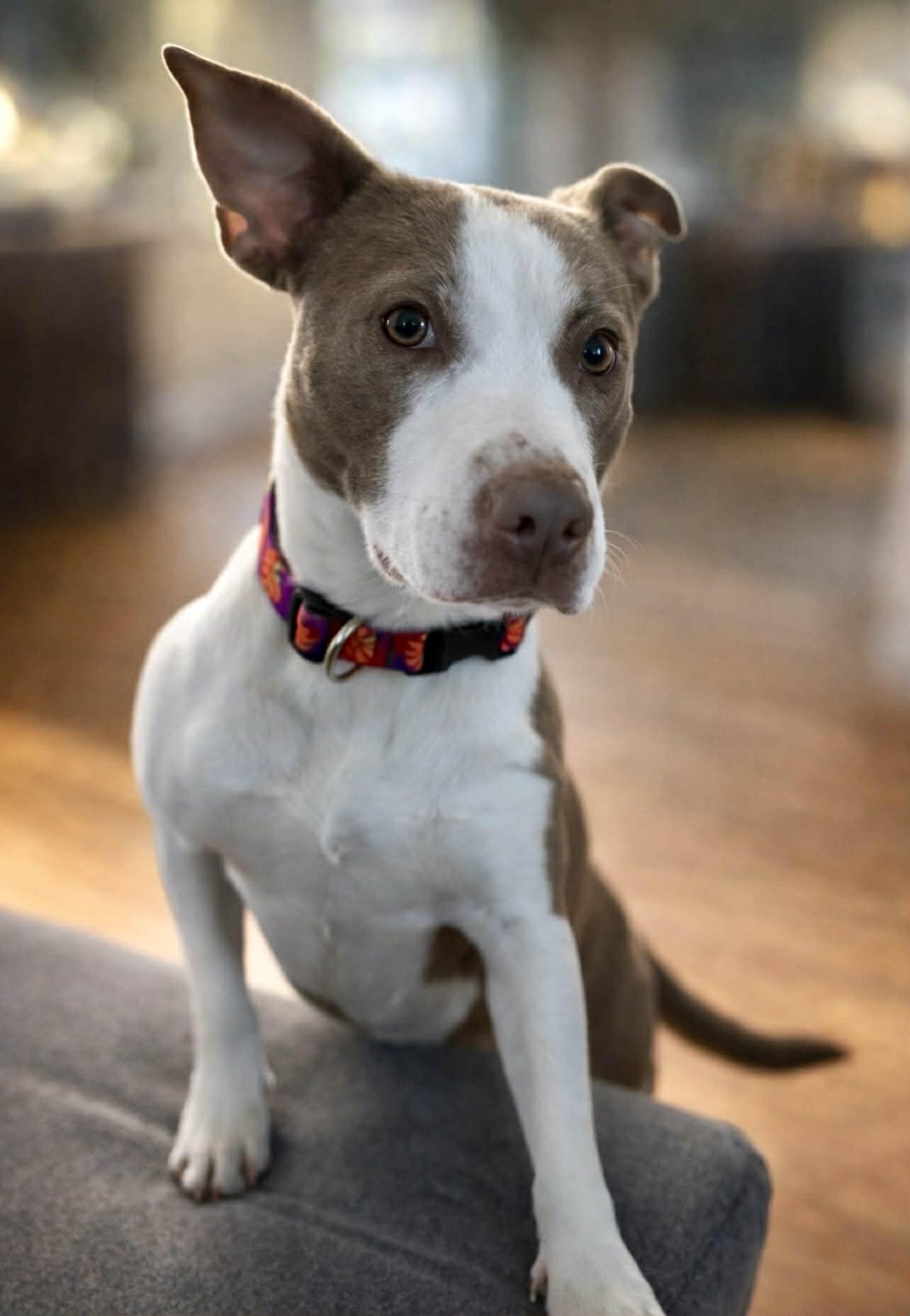 Enlarge Shyanne, a ADOPTABLE mixed breed in Brunswick, ME image 2/4