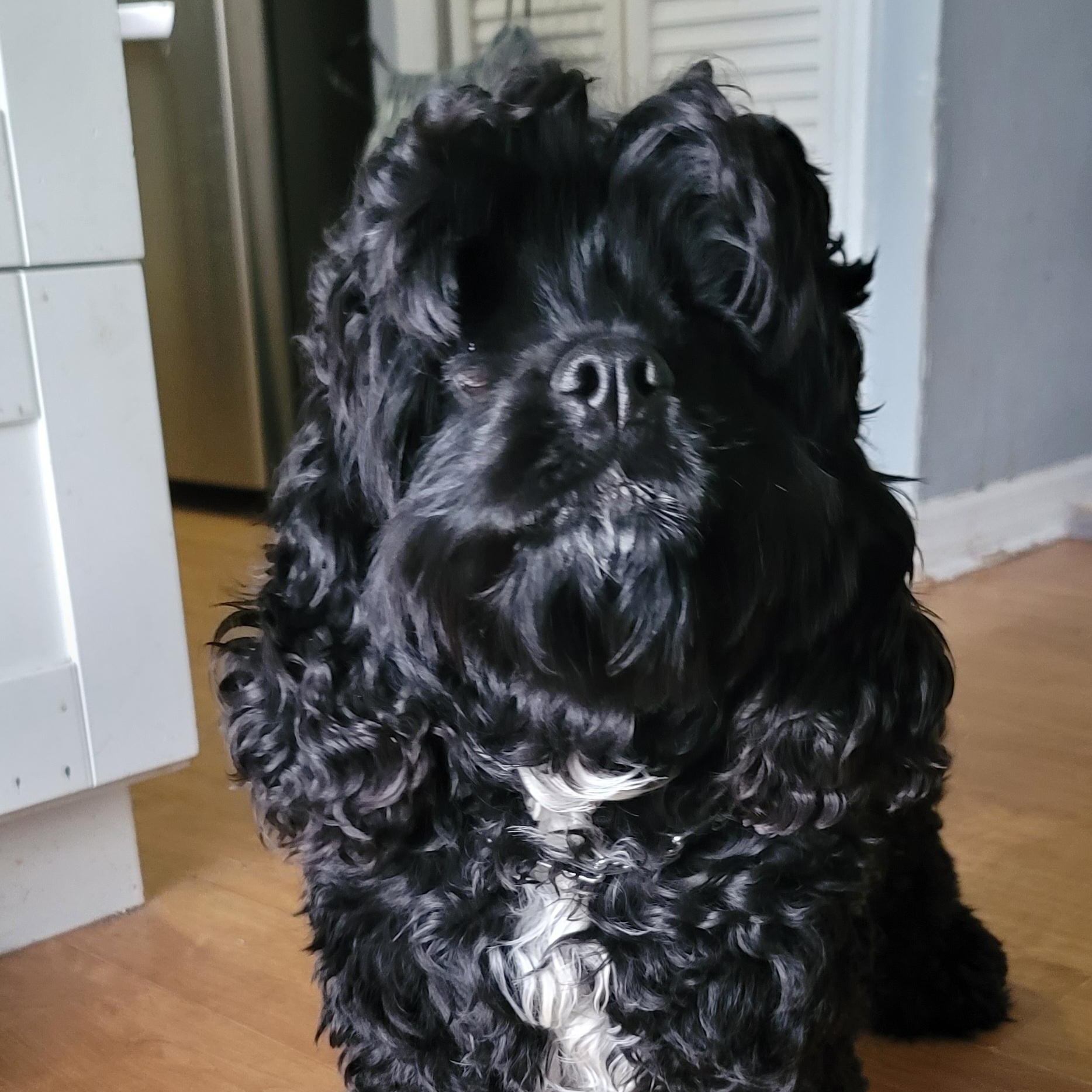 Enlarge Karma, an adopted mixed breed in Orlando, FL image 2/3