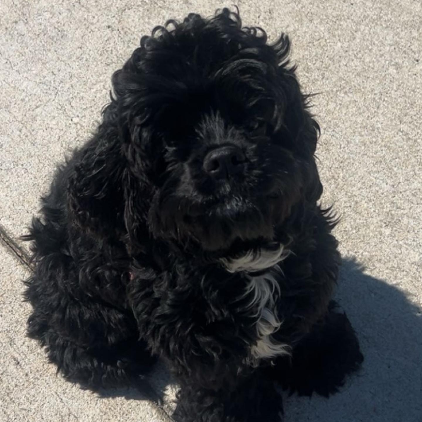 Enlarge Karma, an adopted mixed breed in Orlando, FL image 3/3