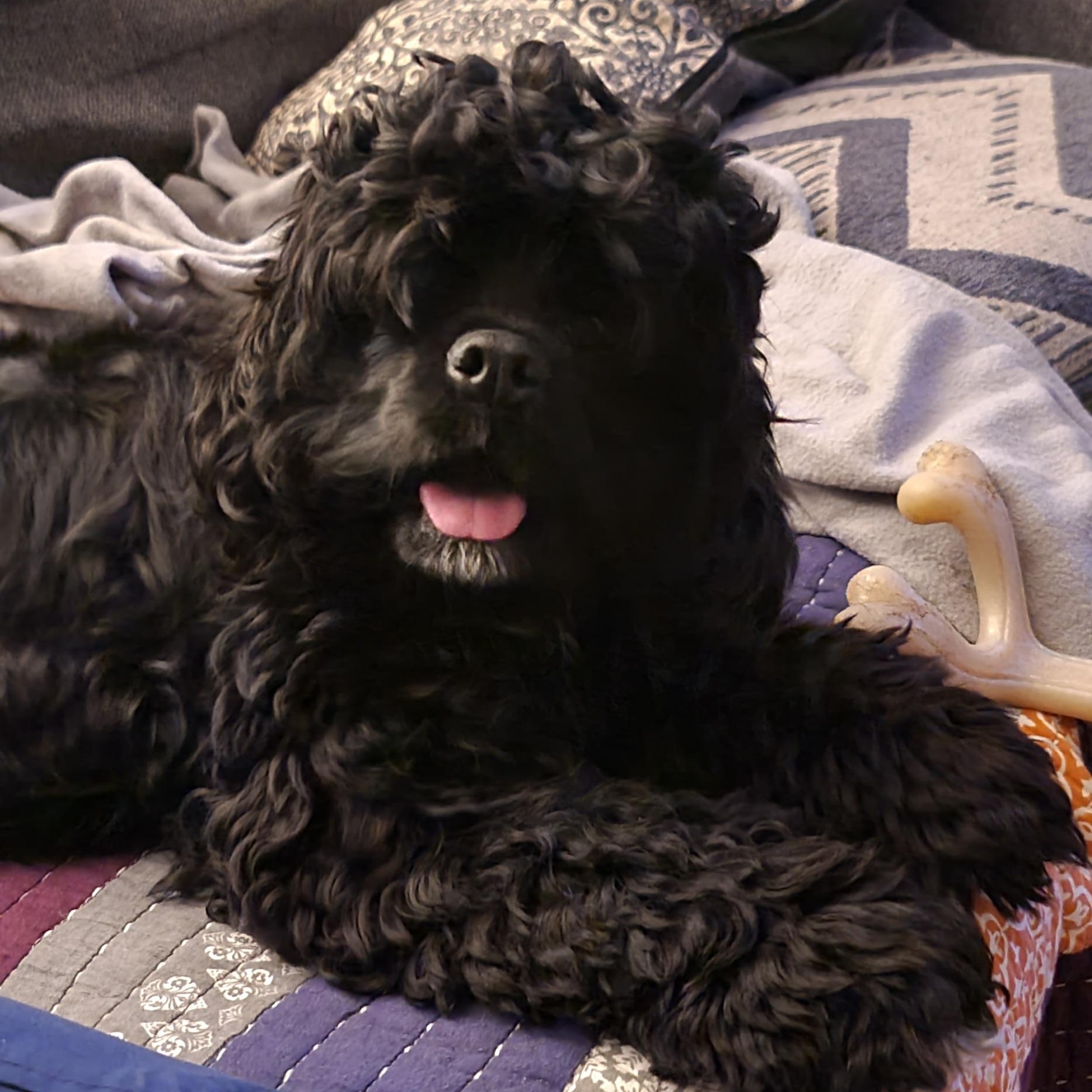 Karma, adopted, Young Female Cocker Spaniel & Poodle.