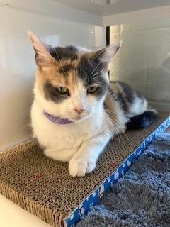 Enlarge Grace, a Adoptable Domestic Short Hair in Mustang, OK image 1/1