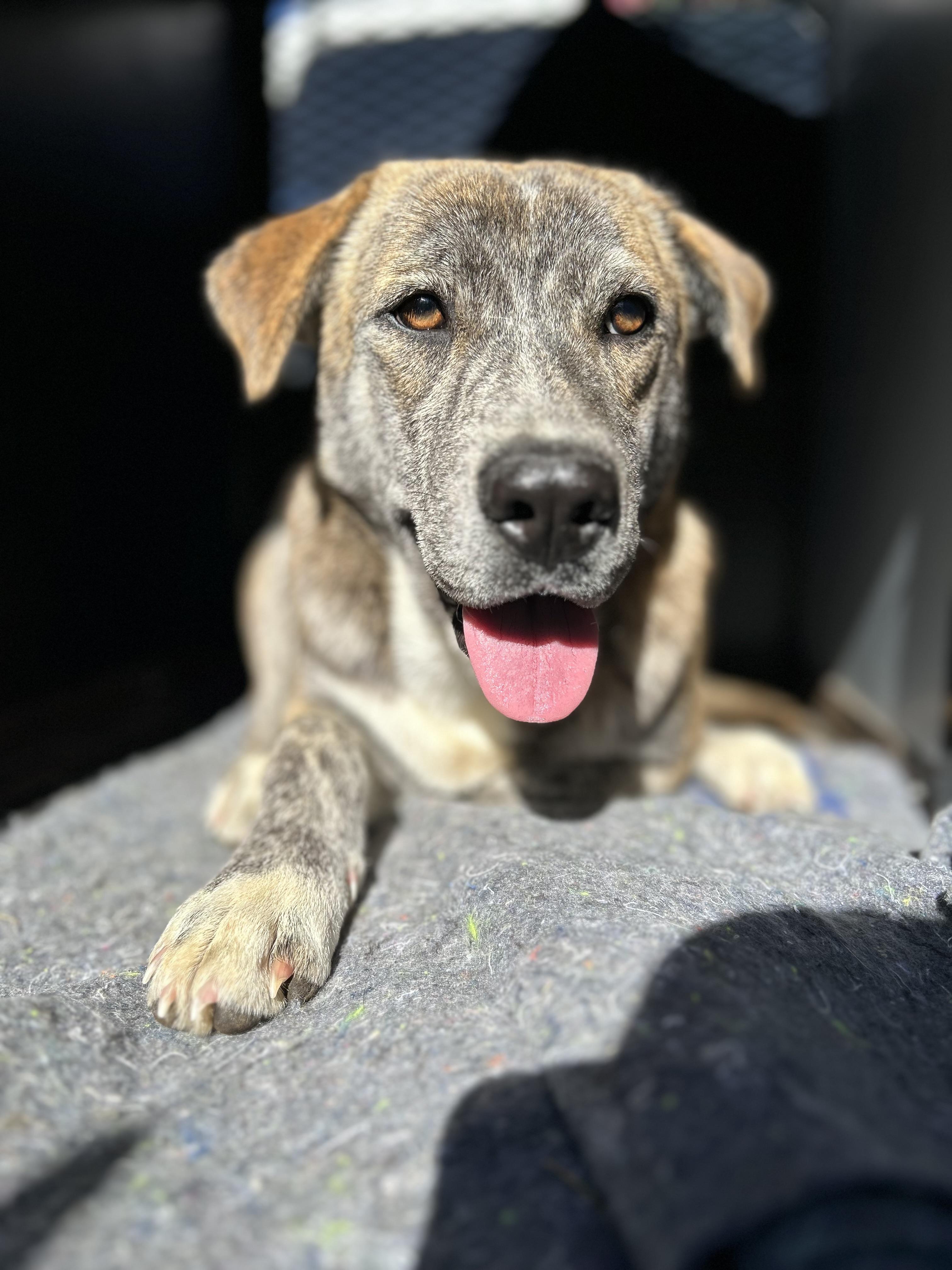 Grace, Adoptable, Young Female Chow Chow & Hound.