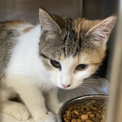 Enlarge Lina, an adopted Domestic Short Hair in Flagstaff, AZ image 1/1