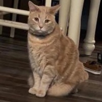 Enlarge Milo, a ADOPTABLE Domestic Short Hair in Gastonia, NC image 2/3