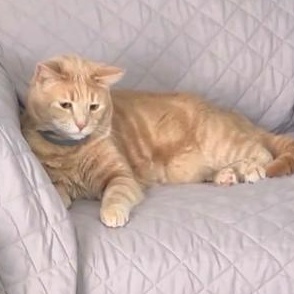 Enlarge Milo, a ADOPTABLE Domestic Short Hair in Gastonia, NC image 3/3