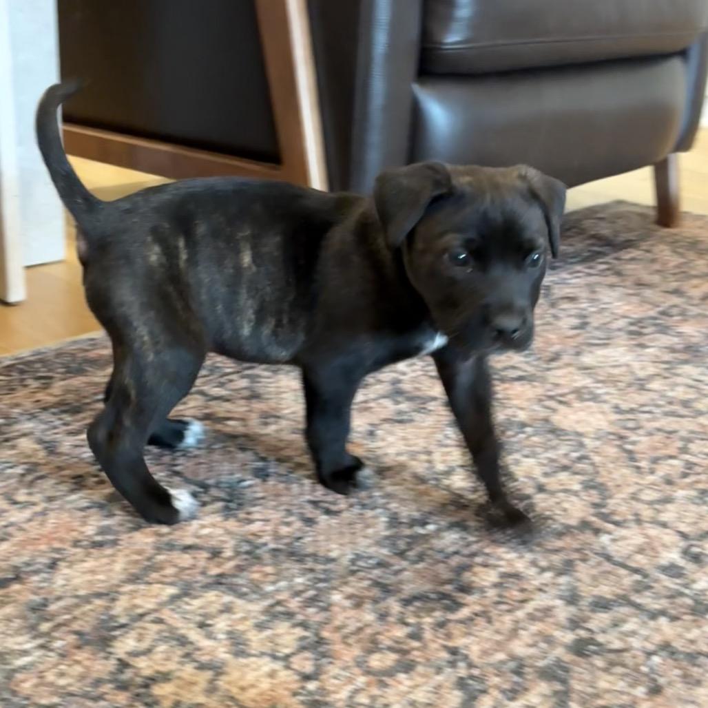 Sheldon, a Adoptable mixed breed in Fishkill , NY image 1/5