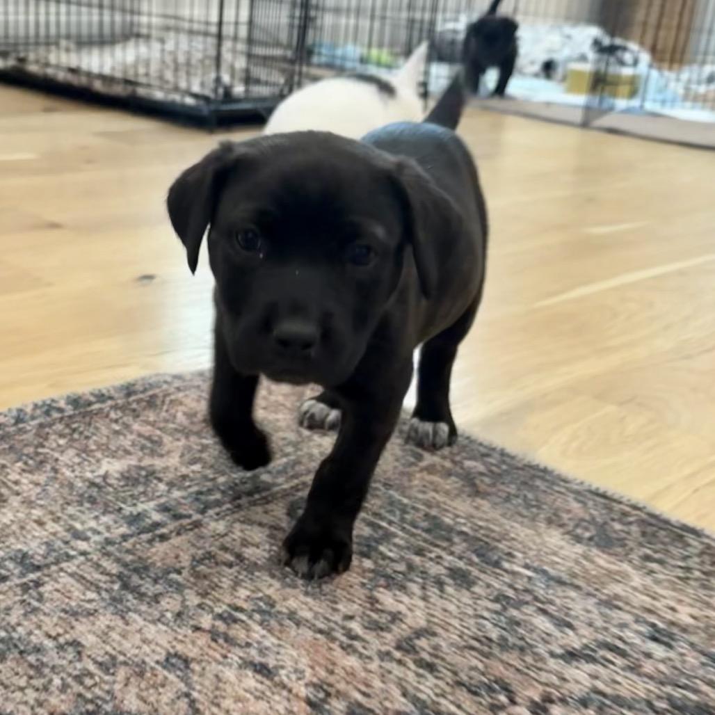 Sheldon, a Adoptable mixed breed in Fishkill , NY image 2/5