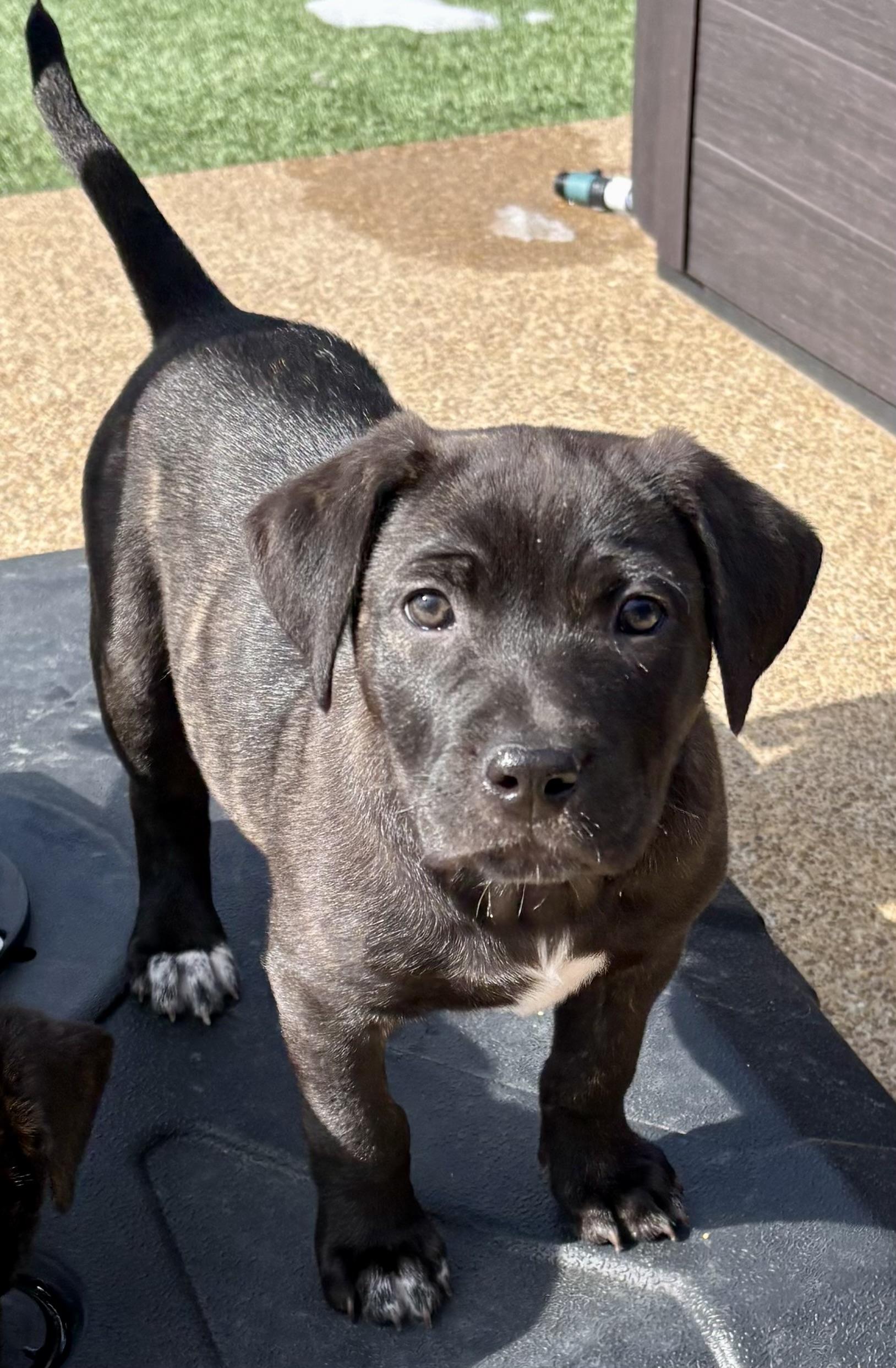 Sheldon, a Adoptable mixed breed in Fishkill , NY image 5/5