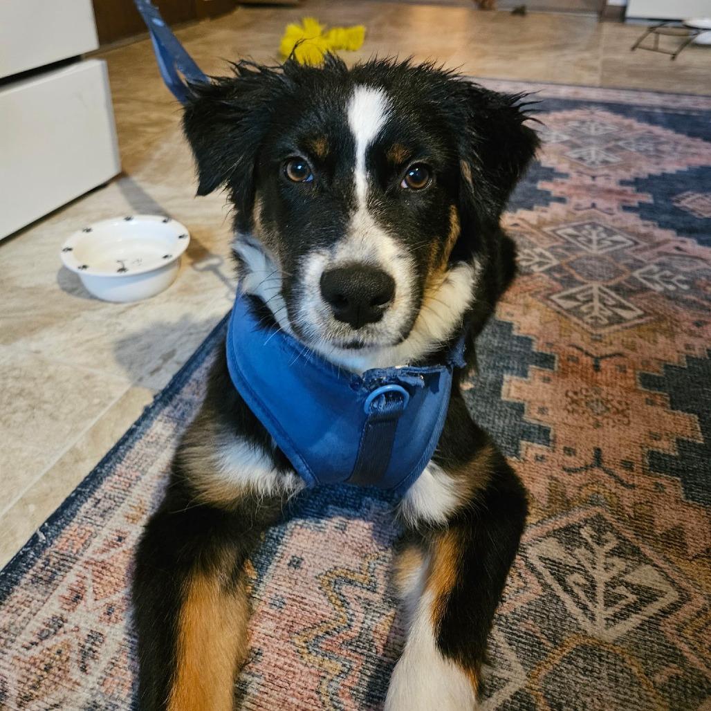 Hamish, Adoptable, Young Male Australian Shepherd.