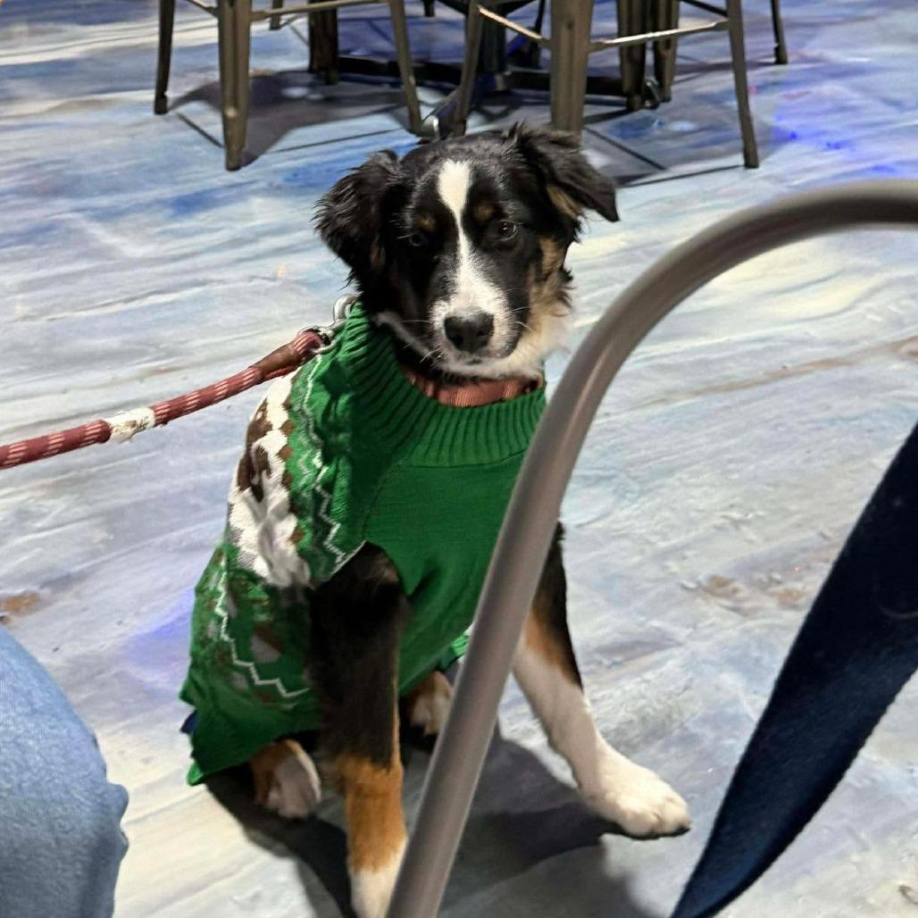 Enlarge Hamish, a Adoptable Australian Shepherd in Alexandria, VA image 2/4