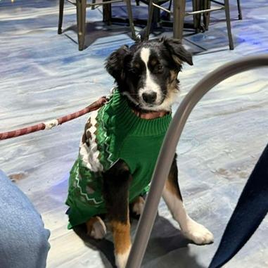 Enlarge Hamish, a Adoptable Australian Shepherd in Alexandria, VA image 3/4