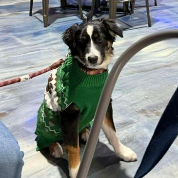 Enlarge Hamish, a Adoptable Australian Shepherd in Alexandria, VA image 4/4