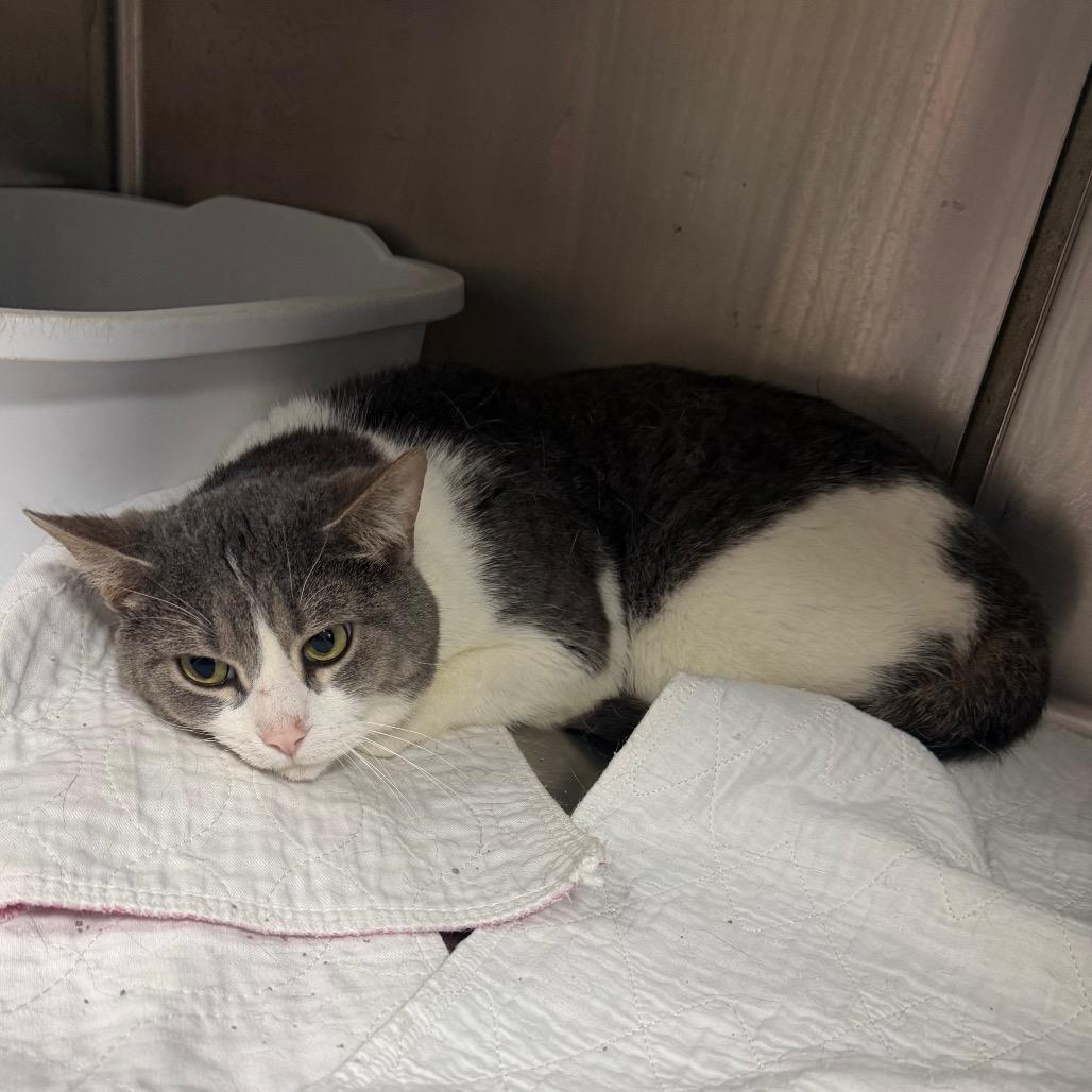 Bobo, Adoptable, Adult Male Domestic Short Hair.