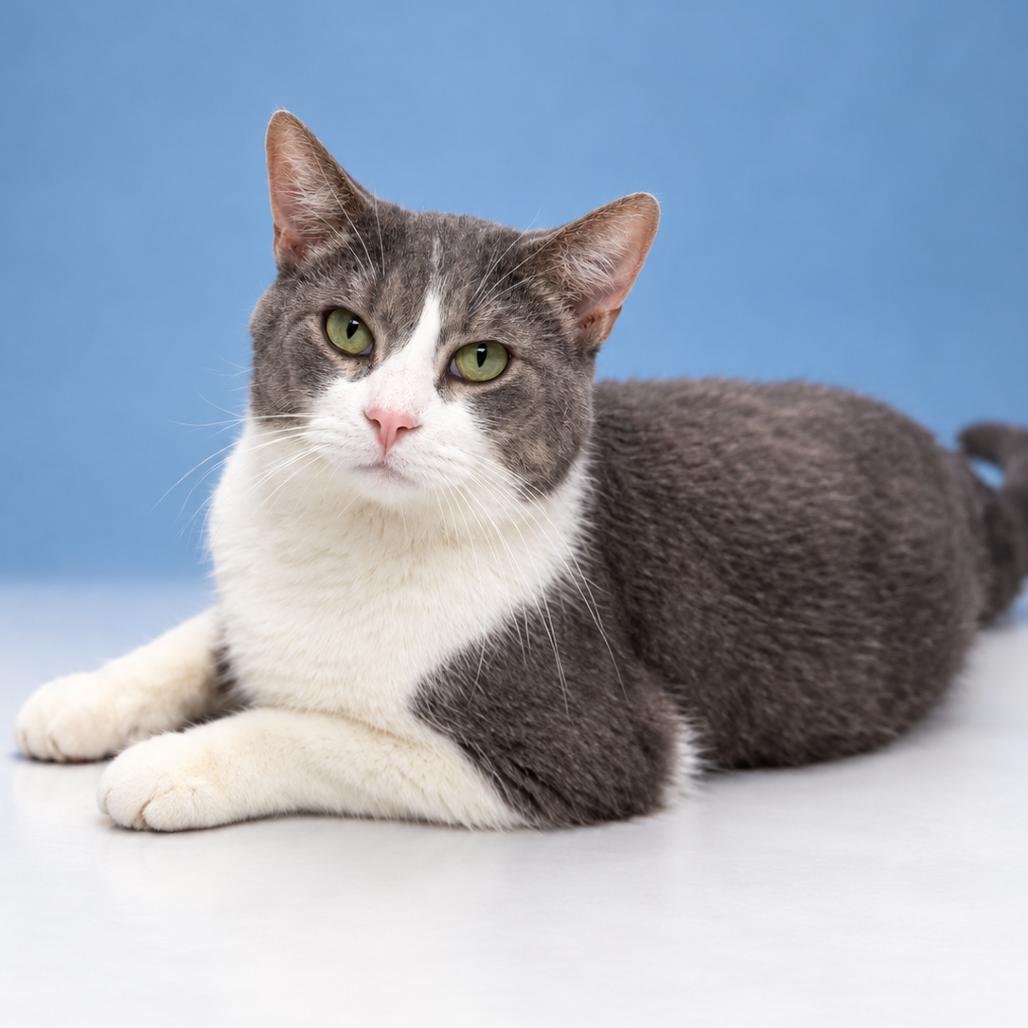 Bobo, a Adoptable Domestic Short Hair in Canton, IL image 2/2