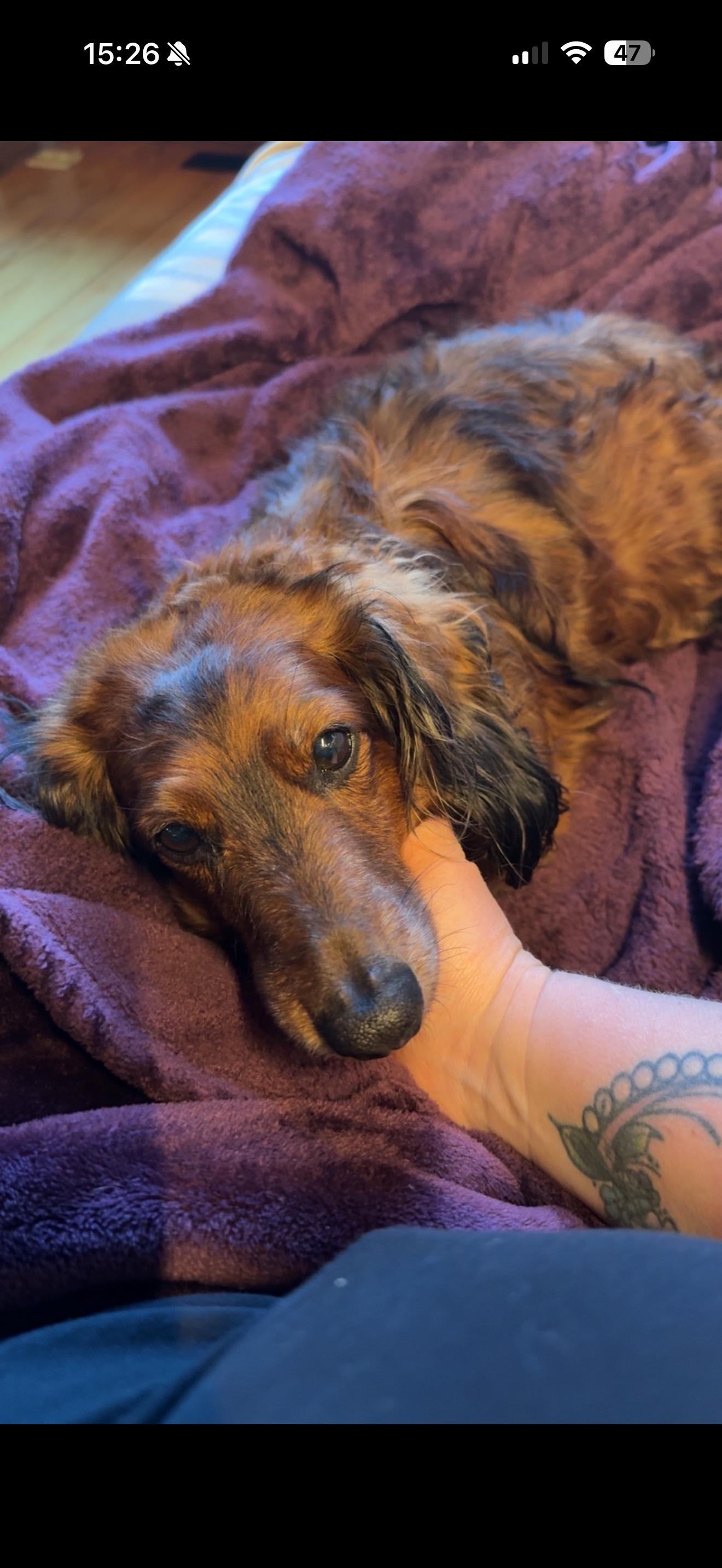 Milo, ADOPTABLE, Adult Male Dachshund.