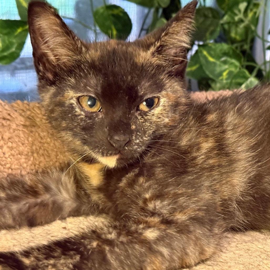Enlarge Marina, a Adoptable Domestic Short Hair in Jupiter, FL image 1/6