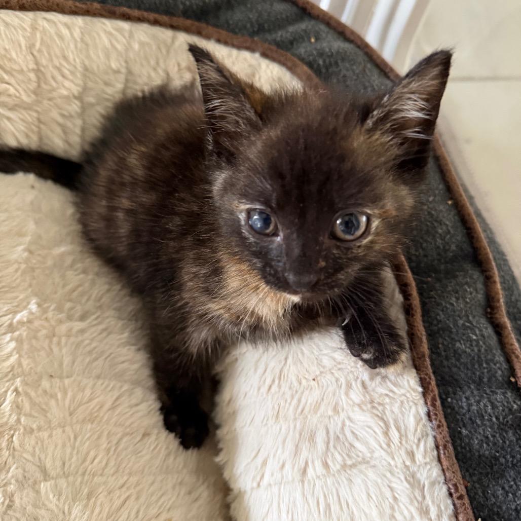 Enlarge Marina, a Adoptable Domestic Short Hair in Jupiter, FL image 3/6