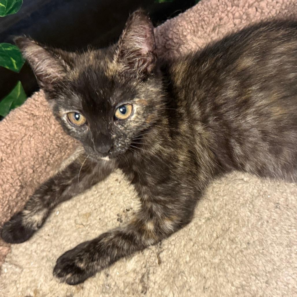 Enlarge Marina, a Adoptable Domestic Short Hair in Jupiter, FL image 4/6