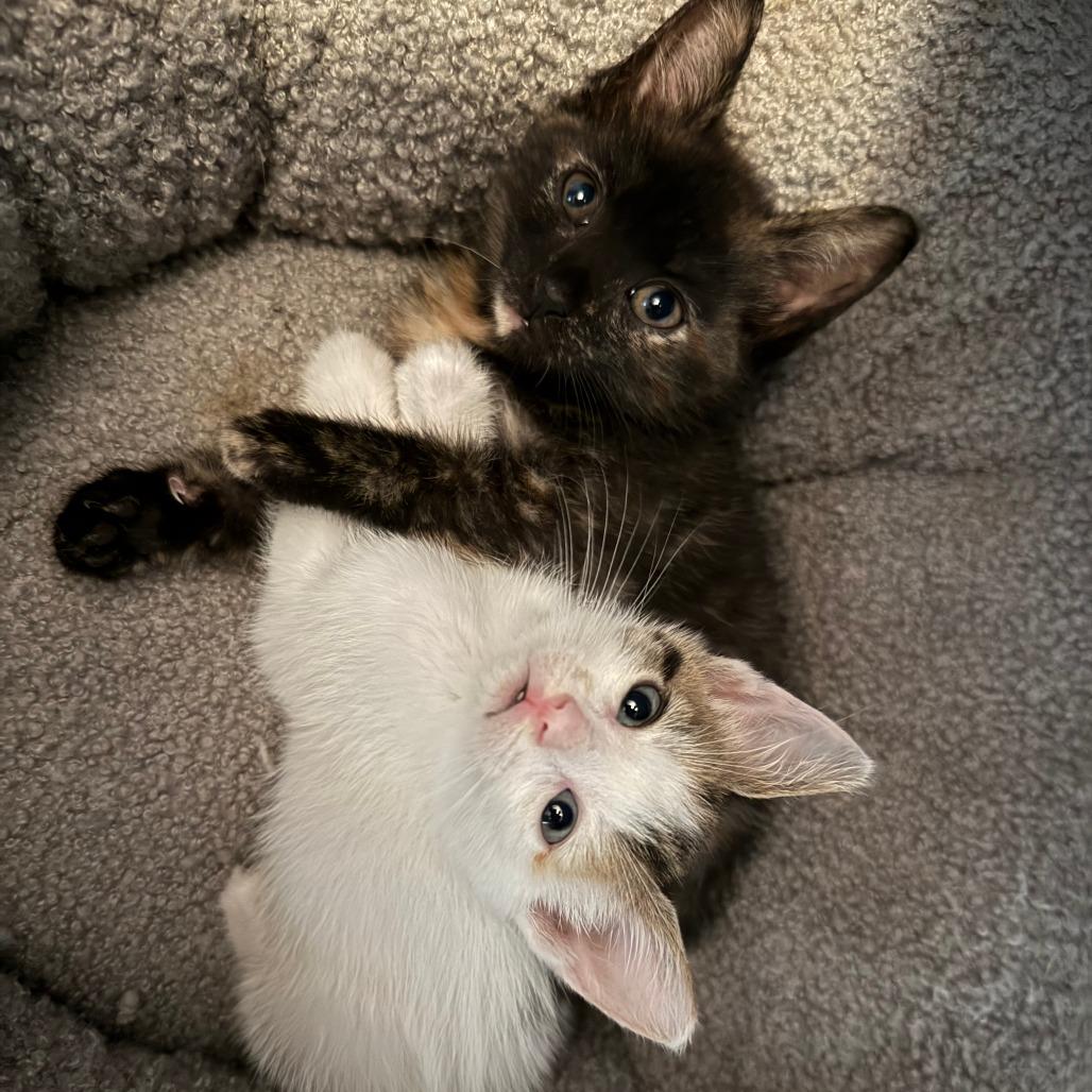 Enlarge Marina, a Adoptable Domestic Short Hair in Jupiter, FL image 5/6