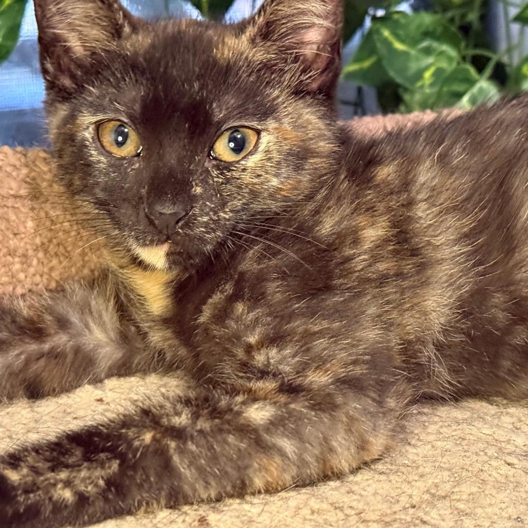 Enlarge Marina, a Adoptable Domestic Short Hair in Jupiter, FL image 6/6