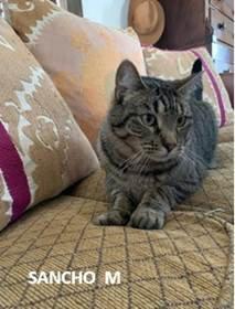 Enlarge Sancho, a Adoptable Domestic Short Hair in Evergreen, CO image 1/1