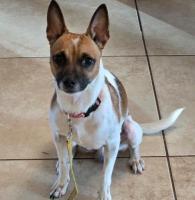 Smitty, a ADOPTABLE Rat Terrier in Bradenton, FL image 2/3