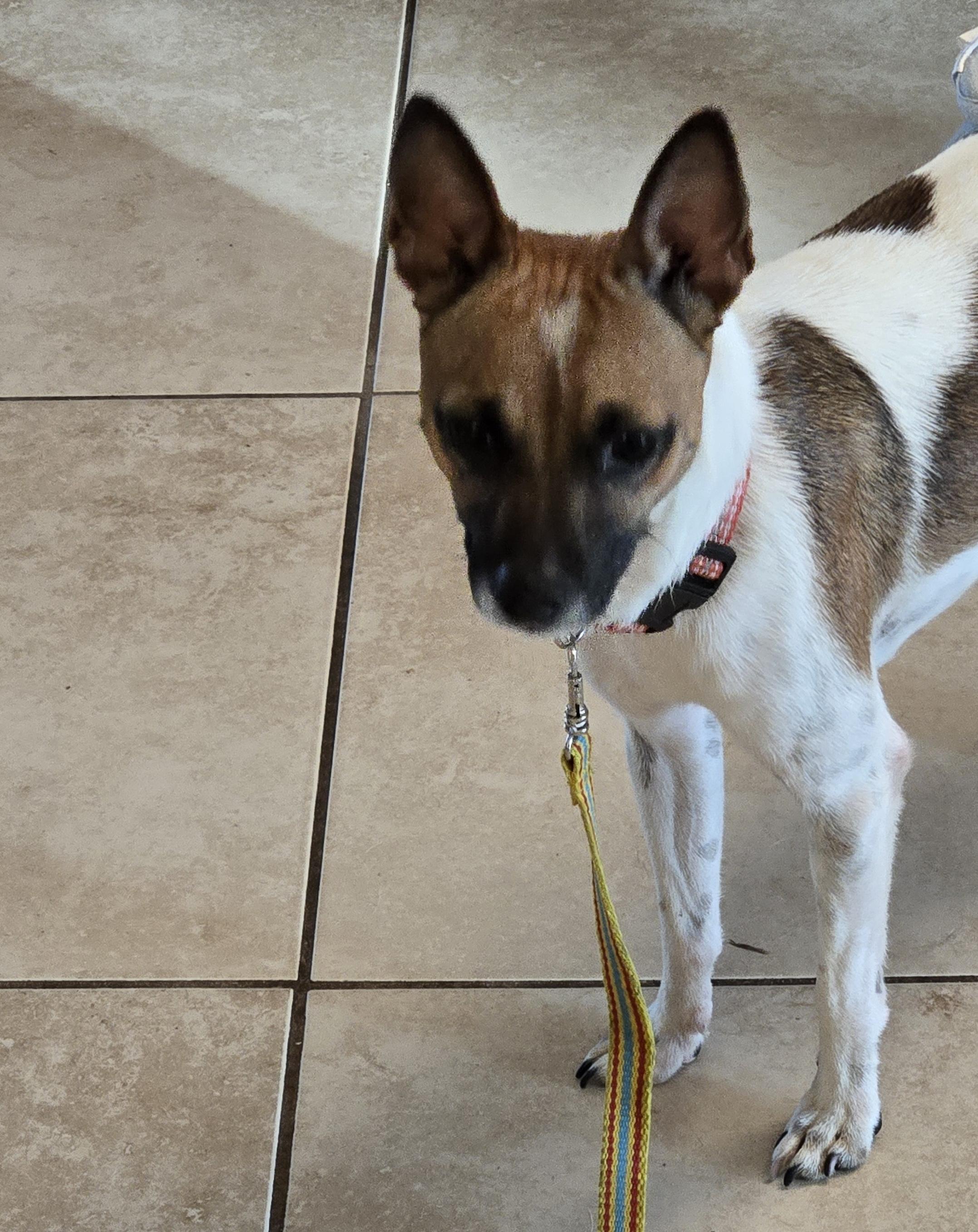 Smitty, a ADOPTABLE Rat Terrier in Bradenton, FL image 3/3