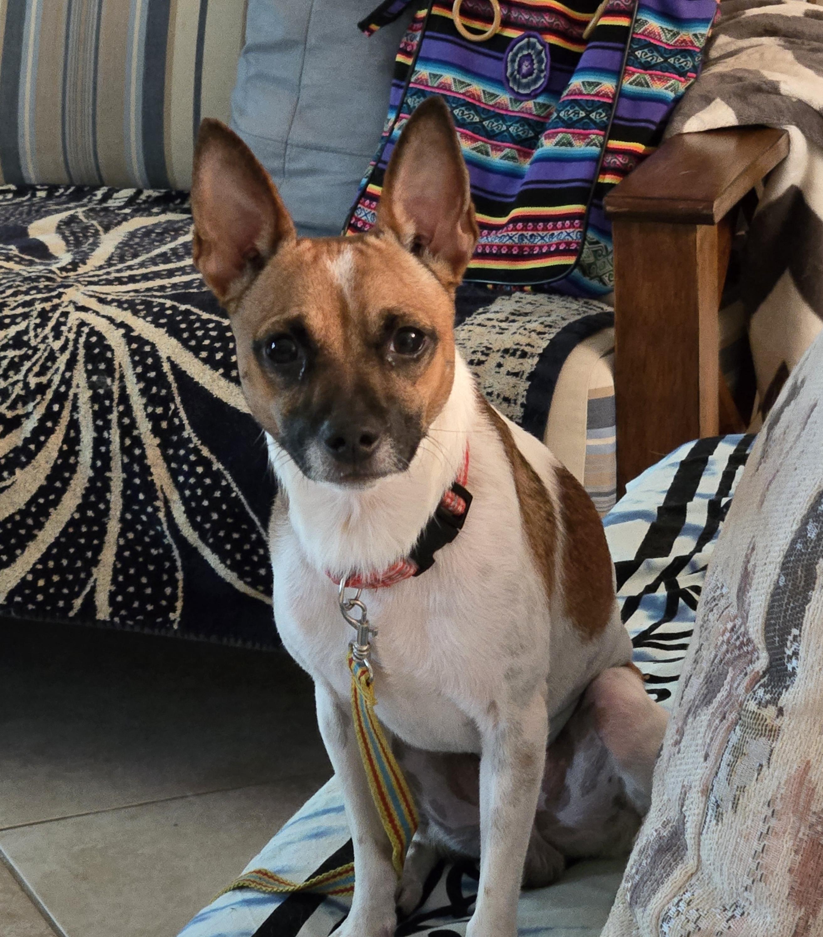 Smitty, ADOPTABLE, Puppy Male Rat Terrier.