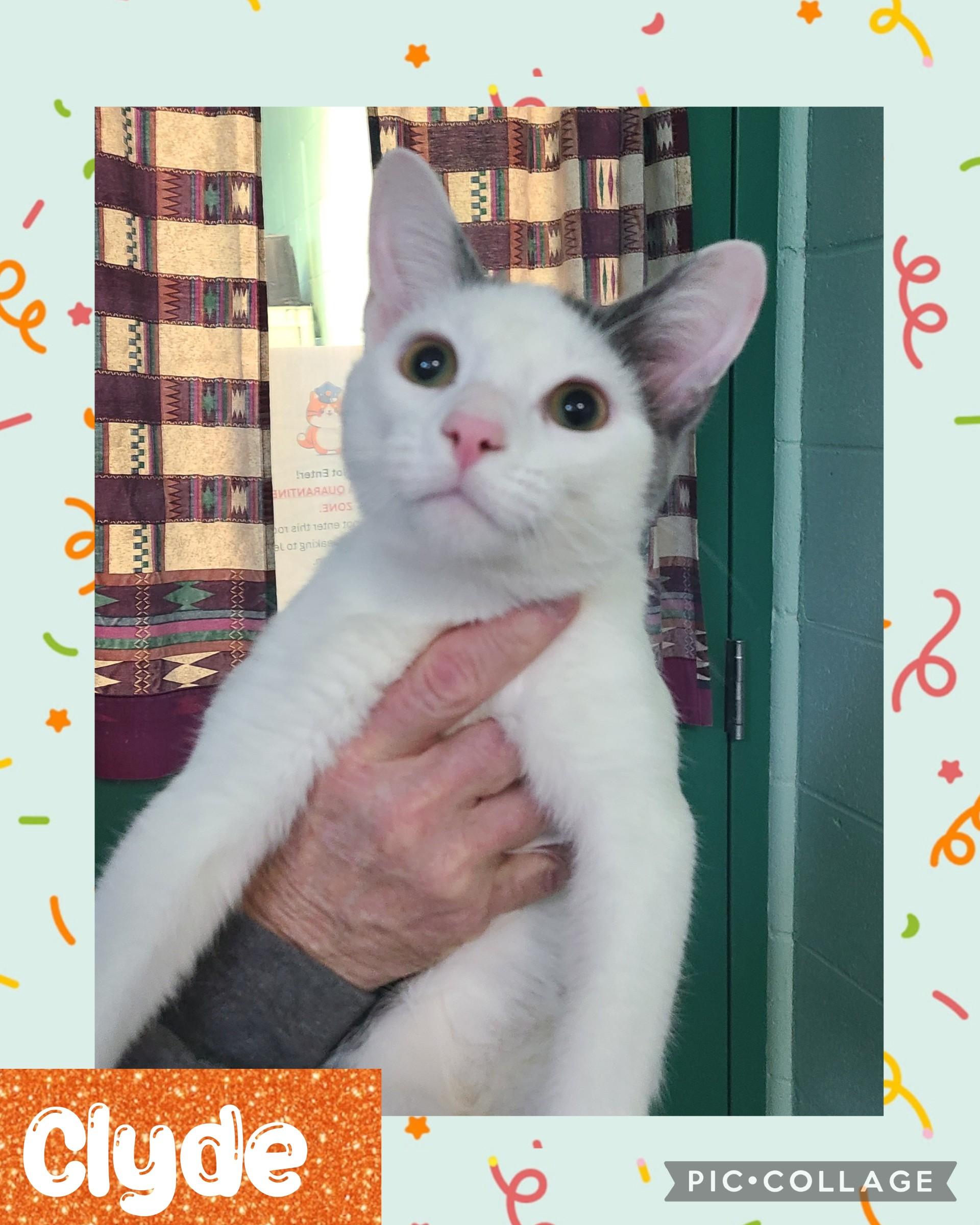 Clyde, ADOPTABLE, Young Male Domestic Short Hair.