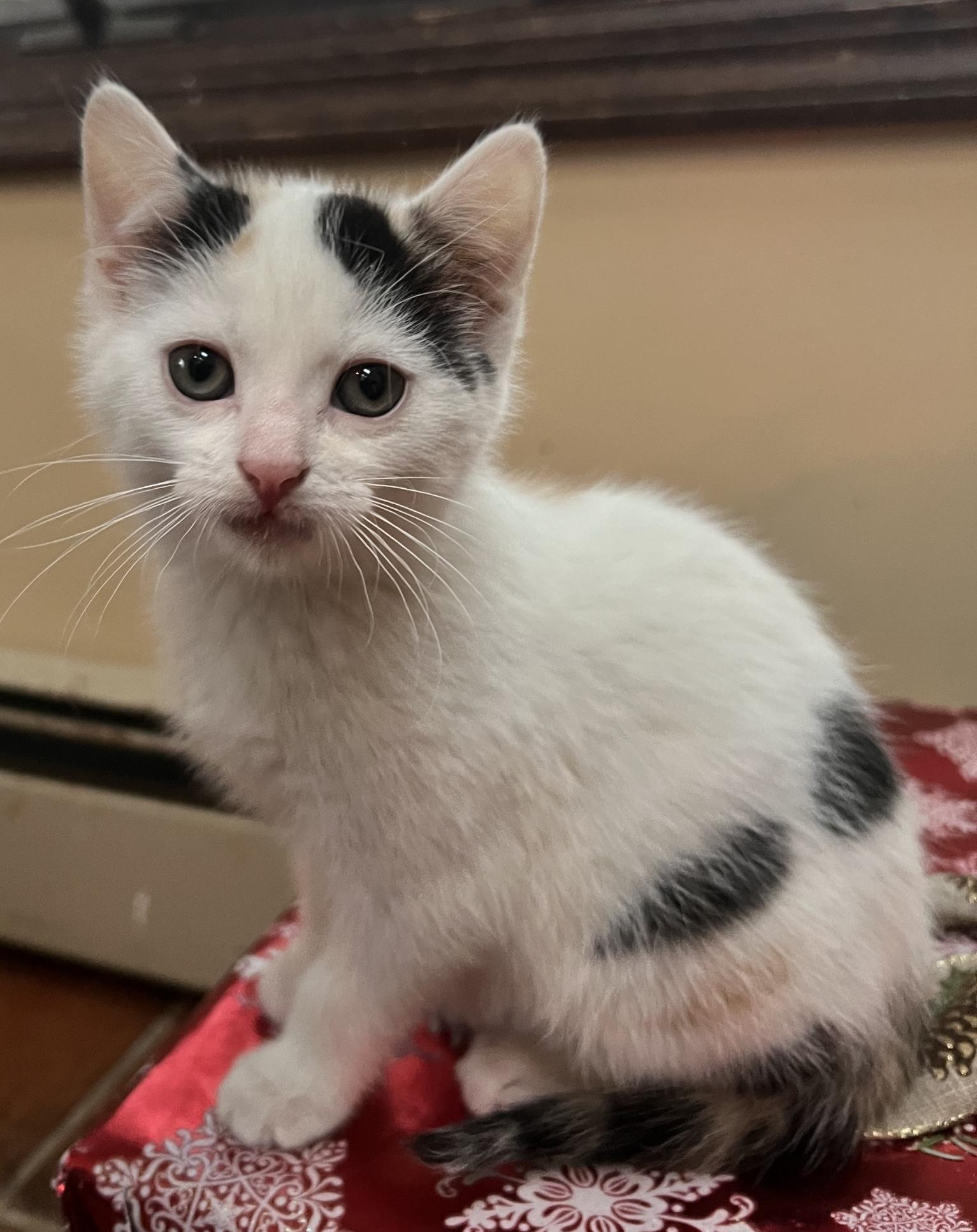 Flora, an adoptable Domestic Short Hair in East Hanover, NJ image 3/3