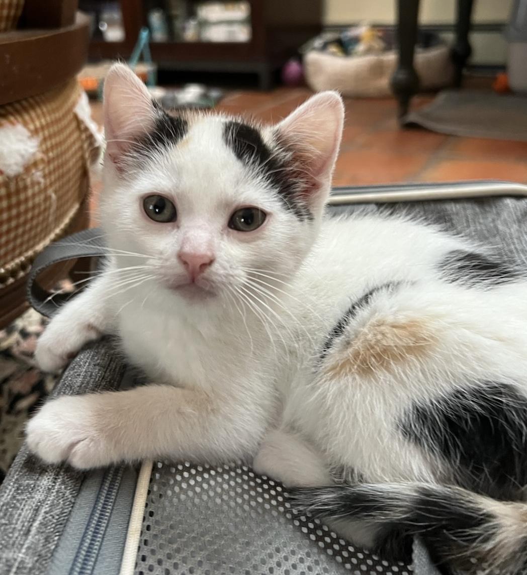 Flora, Adoptable, Kitten Female Domestic Short Hair.