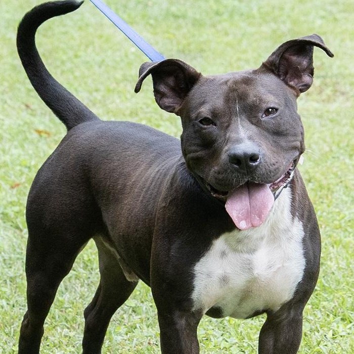 Enlarge Timber, a Adoptable Terrier in Slidell, LA image 1/3
