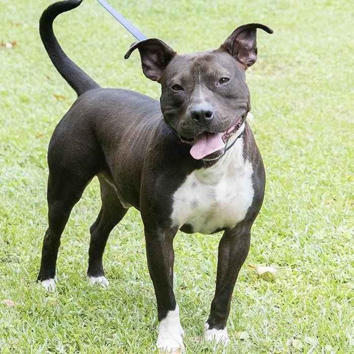Enlarge Timber, a Adoptable Terrier in Slidell, LA image 2/3