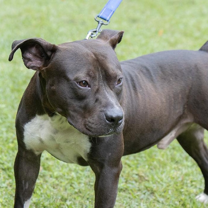 Enlarge Timber, a Adoptable Terrier in Slidell, LA image 3/3