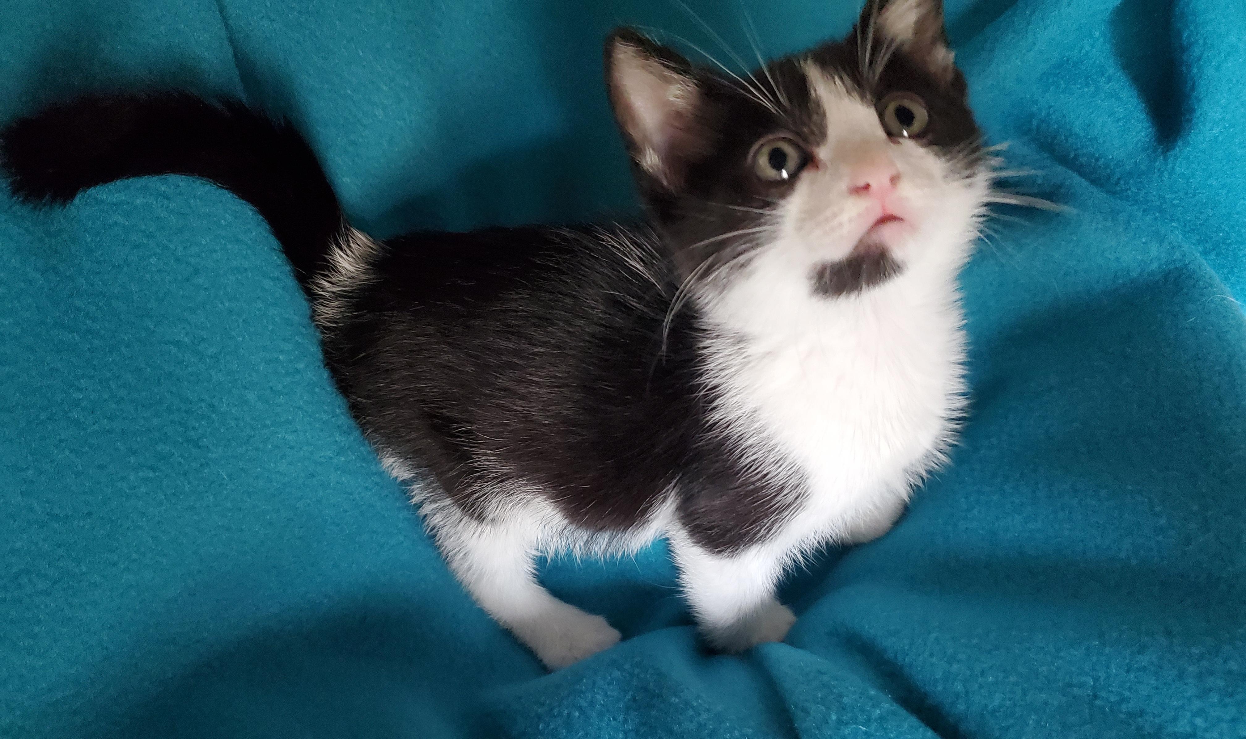 S'mores, a Adoptable mixed breed in Carlsbad, CA image 1/3