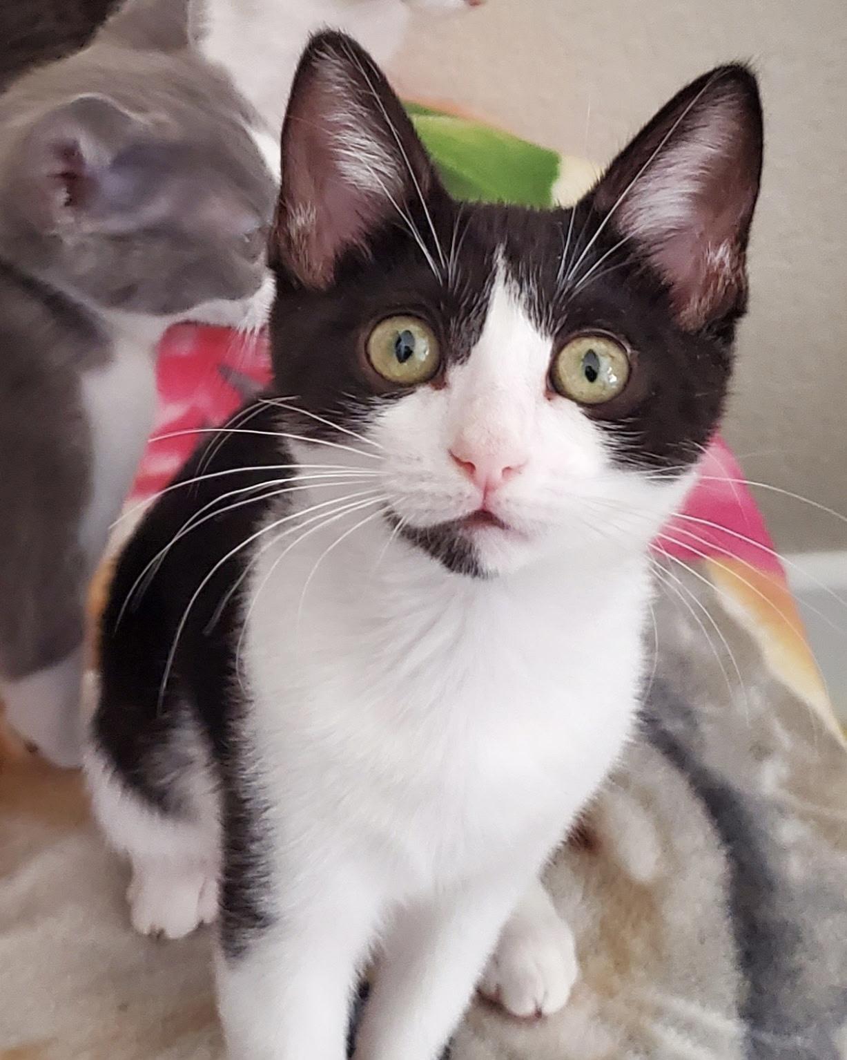 S'mores, a Adoptable mixed breed in Carlsbad, CA image 2/3