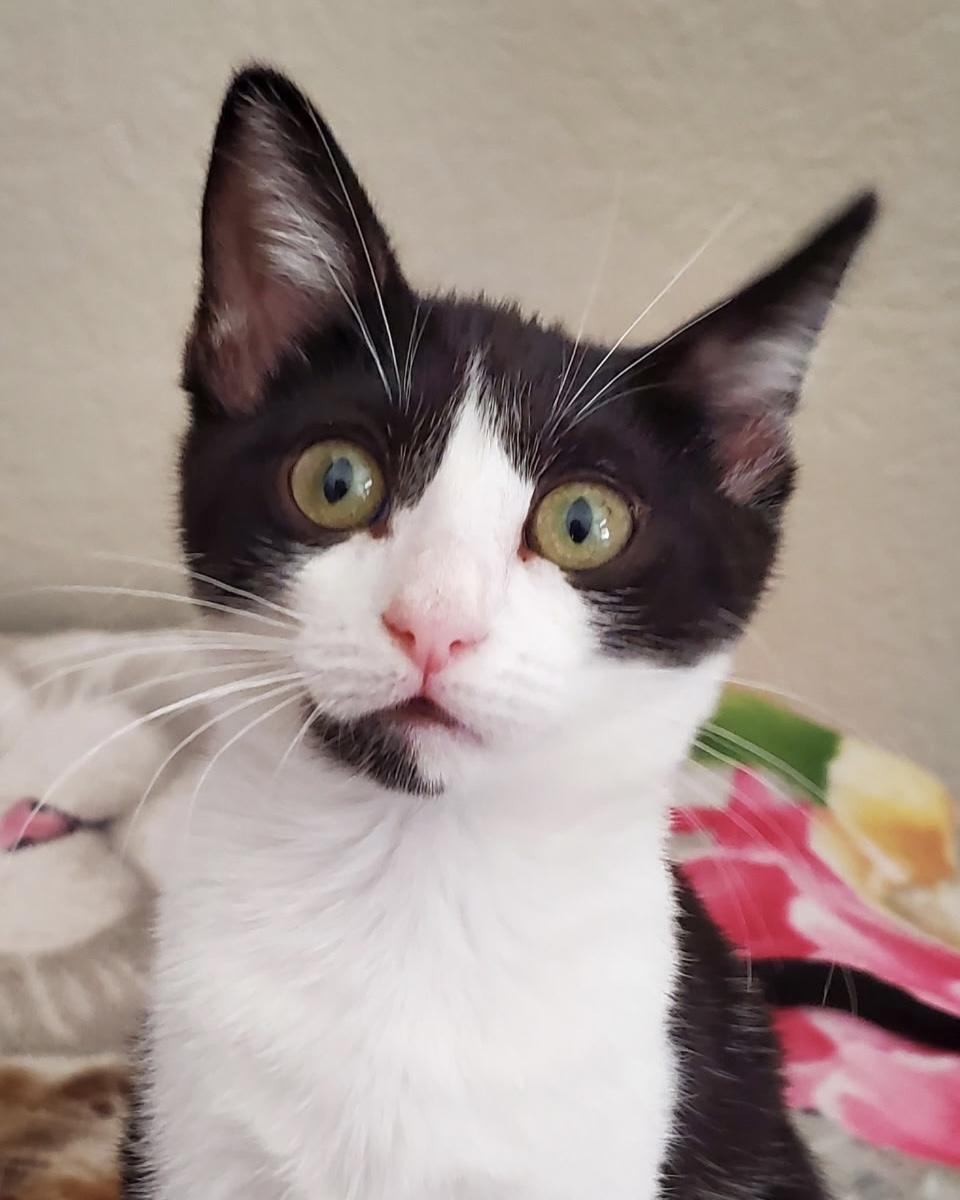 S'mores, a Adoptable mixed breed in Carlsbad, CA image 3/3