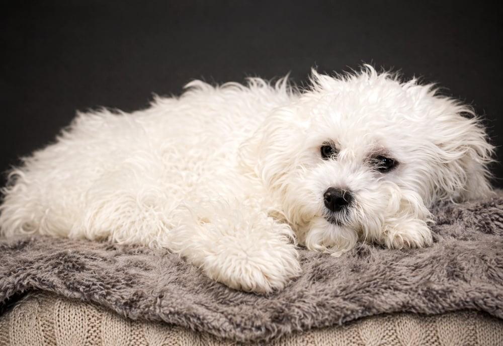Enlarge Scout, a ADOPTABLE mixed breed in Cheboygan, MI image 2/5