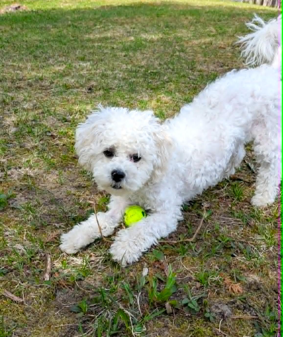 Scout, a ADOPTABLE mixed breed in Cheboygan, MI image 6/6
