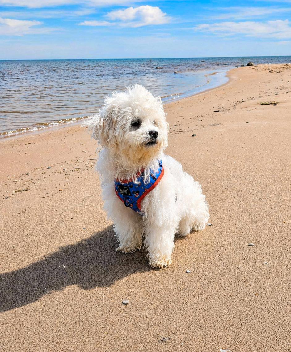 Enlarge Scout, a ADOPTABLE mixed breed in Cheboygan, MI image 5/5