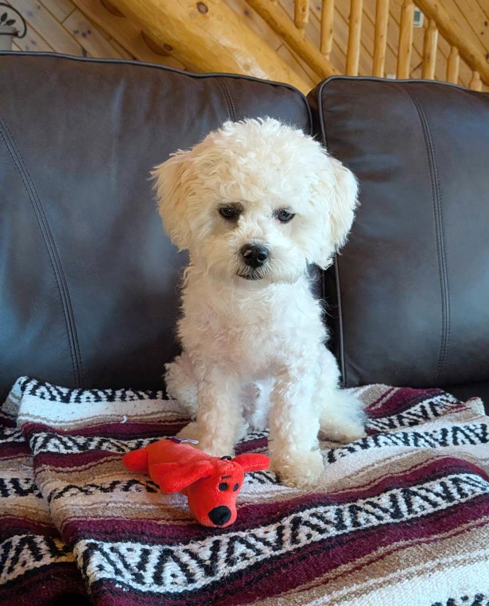 Scout, ADOPTABLE, Young Male Shih Tzu & Miniature Poodle.