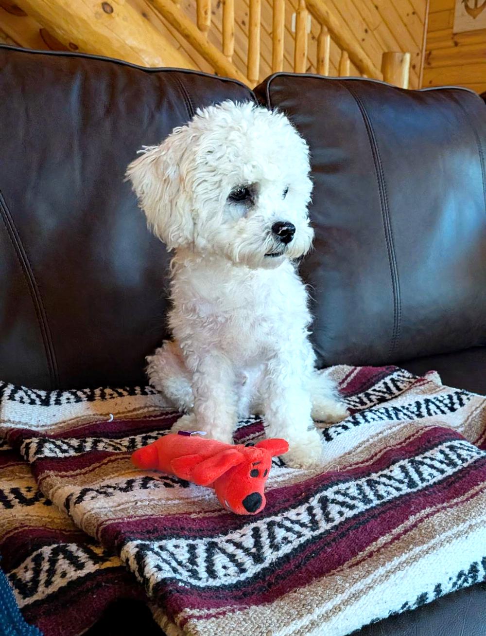 Enlarge Scout, a ADOPTABLE mixed breed in Cheboygan, MI image 4/5