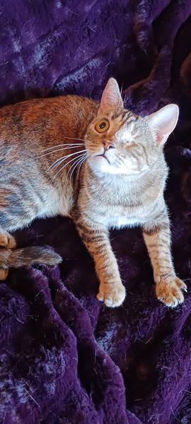 Enlarge Jacqueline, a Adoptable Domestic Short Hair in Visalia, CA image 1/1
