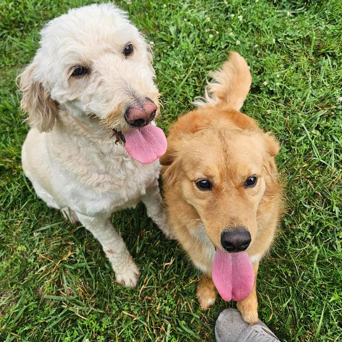 Marcy #6012, Adoptable, Adult Female Goldendoodle.