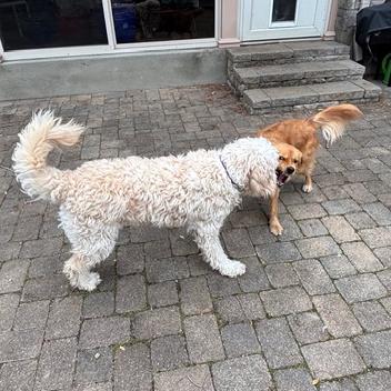 Marcy #6012, Adoptable, Adult Female Goldendoodle.