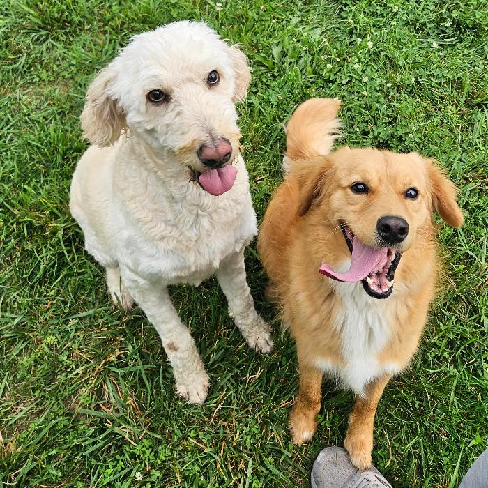 Marcy #6012, a Adoptable Goldendoodle in Louisville, KY image 3/6